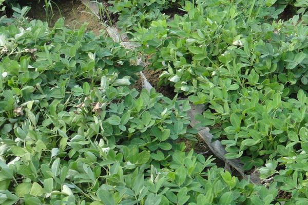 花生青枯病有效药有哪些,病因是什么