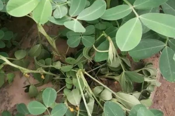 花生青枯病有效药有哪些,病因是什么