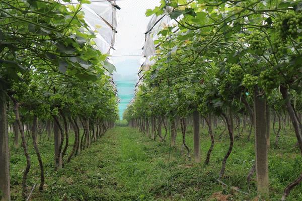 葡萄施高钾的时间,葡萄钾含量高吗