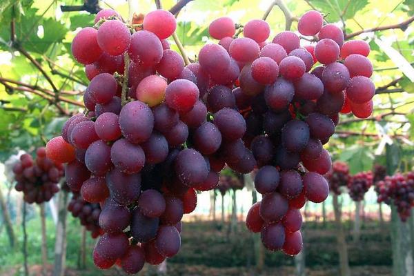 葡萄施高钾的时间,葡萄钾含量高吗