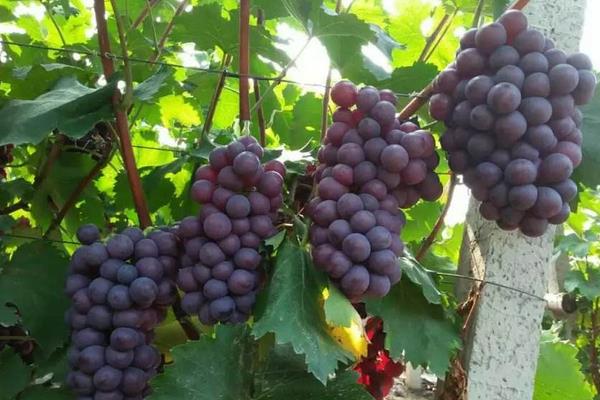 葡萄施高钾的时间,葡萄钾含量高吗