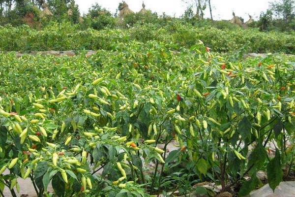 100亩朝天椒的利润多少,附亩产量计算