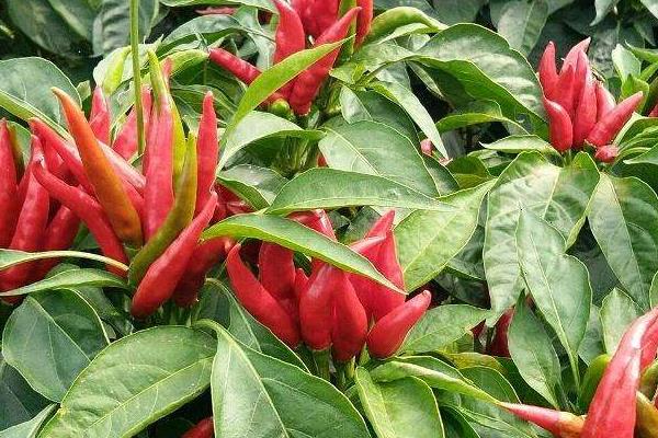 100亩朝天椒的利润多少,附亩产量计算