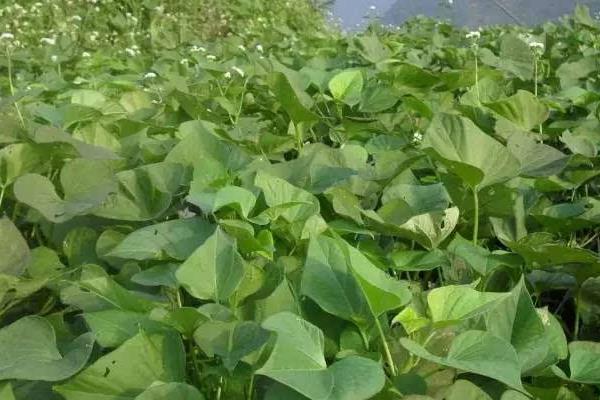 怎样育红薯苗出的快又多,附剪苗方法