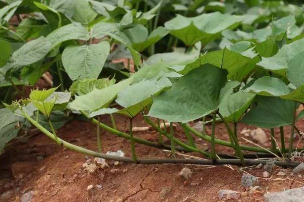 怎样育红薯苗出的快又多,附剪苗方法