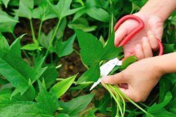 怎样育红薯苗出的快又多,附剪苗方法