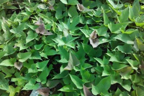 怎样育红薯苗出的快又多,附剪苗方法