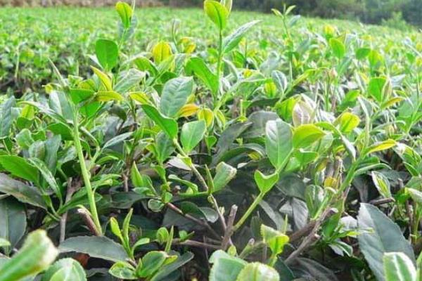 打叶面肥较合适的时机,在什么时候不能打?