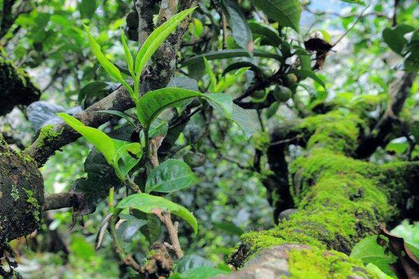 打叶面肥较合适的时机,在什么时候不能打?