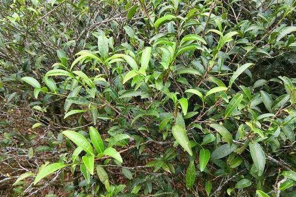 打叶面肥较合适的时机,在什么时候不能打?