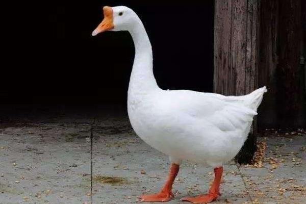 大鹅怎么分公母,图解告诉你