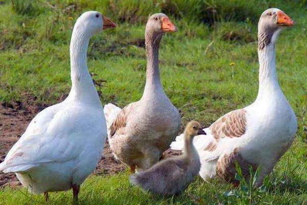 大鹅怎么分公母,图解告诉你