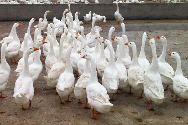 大鹅怎么分公母,图解告诉你