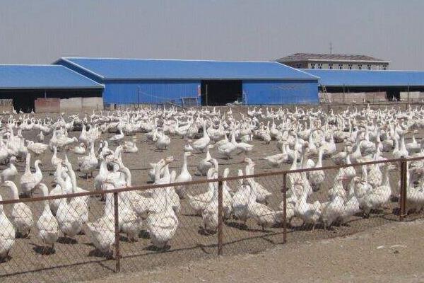 大鹅怎么分公母,图解告诉你