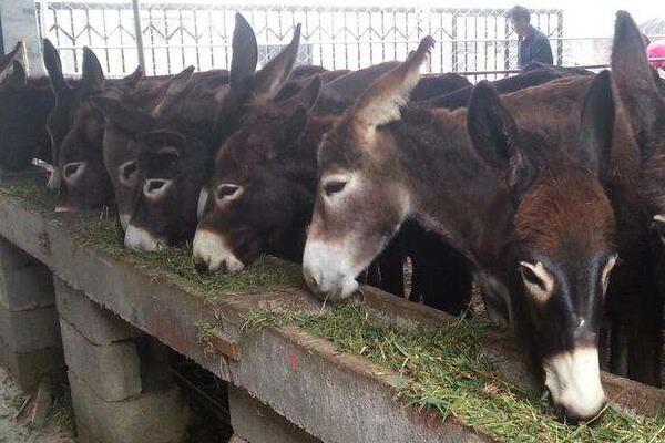 小本养殖项目有哪些