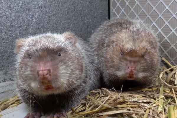 农民致富项目有哪些,新项目推荐