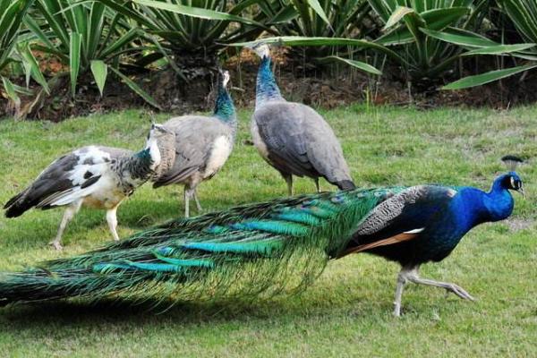 孔雀养殖主要的问题是什么,有前景吗