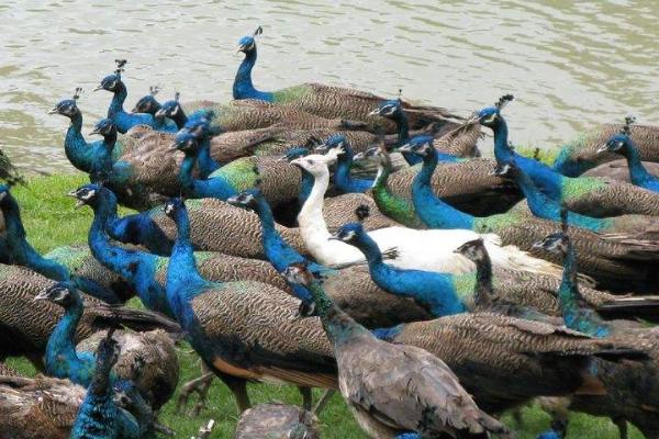 孔雀养殖主要的问题是什么,有前景吗