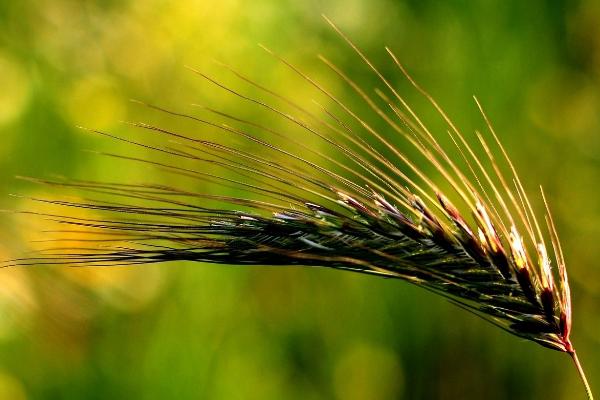 打野麦子的喷药时间是什么时候,附注意事项