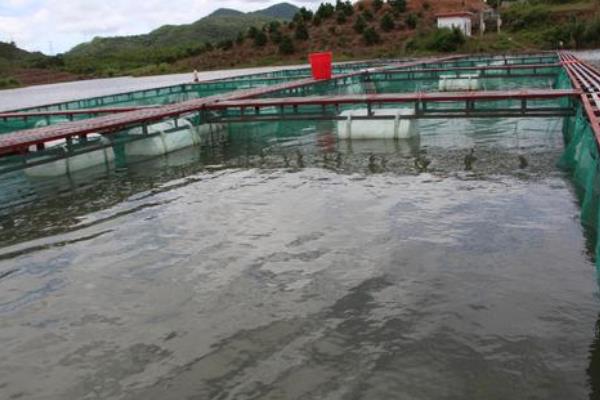 黄骨鱼养殖利润大吗,附成本计算