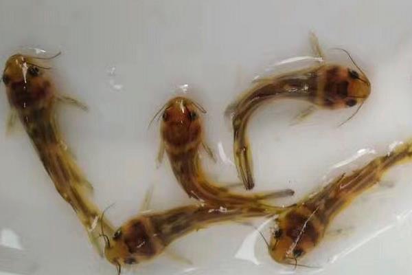 黄骨鱼养殖利润大吗,附成本计算