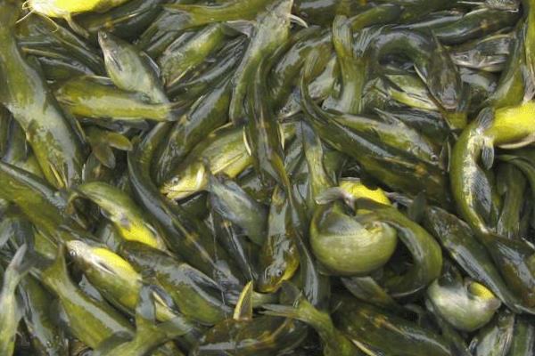 黄骨鱼养殖利润大吗,附成本计算