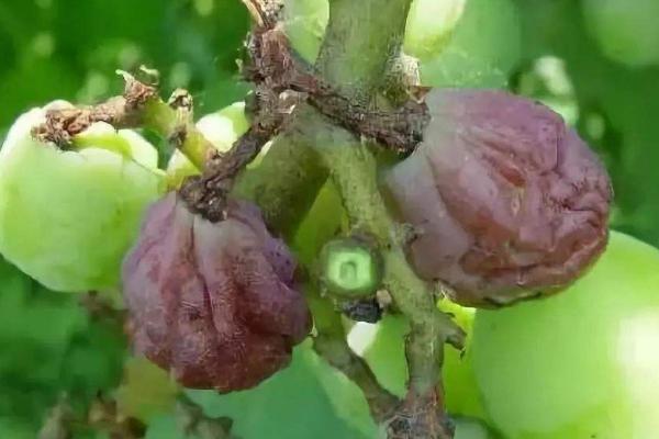 葡萄用药周期表,附常见病及对应用药