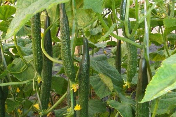 黄瓜红蜘蛛用什么药有效,什么时候打