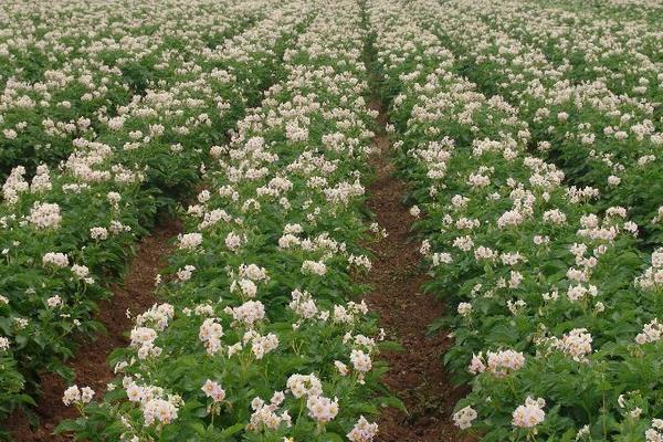 种土豆忌讳什么肥料(复合肥)