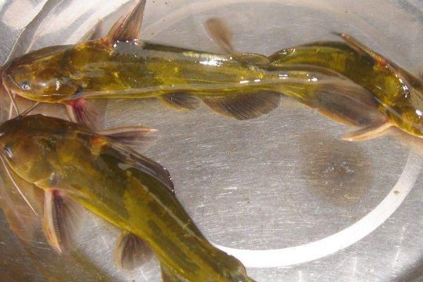 黄骨鱼养殖利润大吗,附成本计算