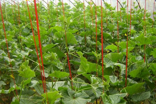 黄瓜红蜘蛛用什么药有效,什么时候打