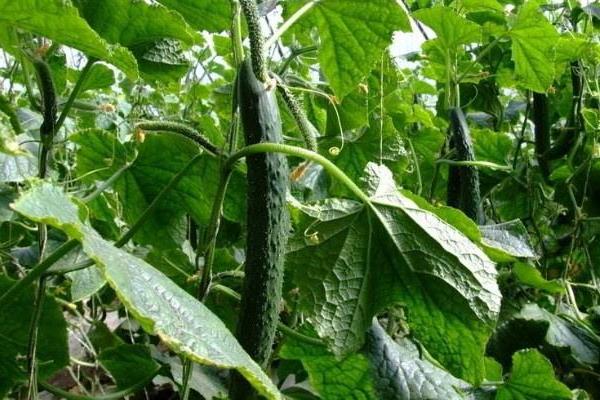 黄瓜红蜘蛛用什么药有效,什么时候打