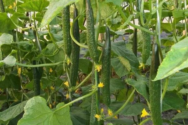 黄瓜红蜘蛛用什么药有效,什么时候打