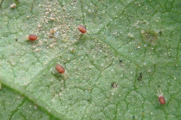 黄瓜红蜘蛛用什么药有效,什么时候打