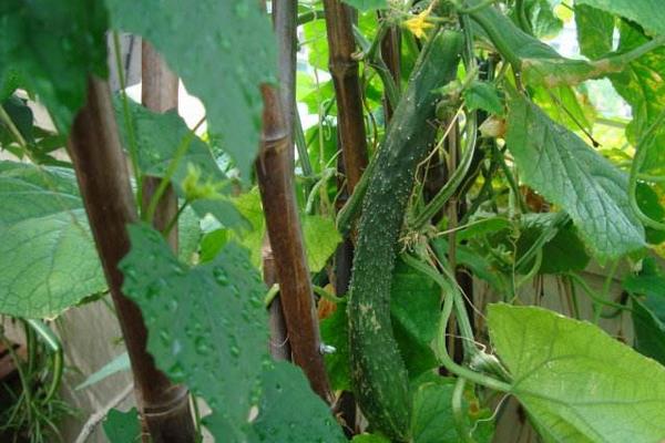 黄瓜红蜘蛛用什么药有效,什么时候打