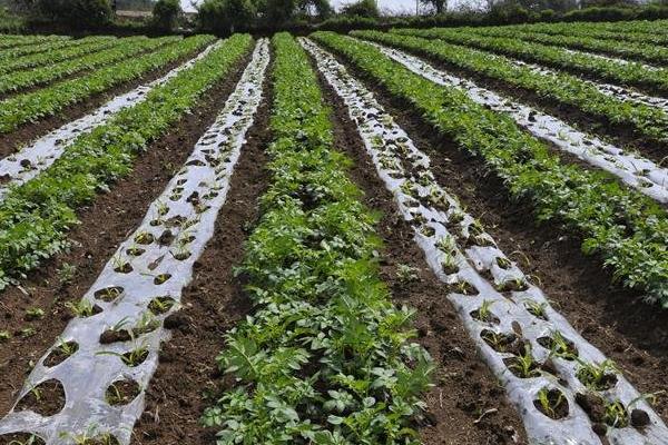 种土豆忌讳什么肥料(复合肥)