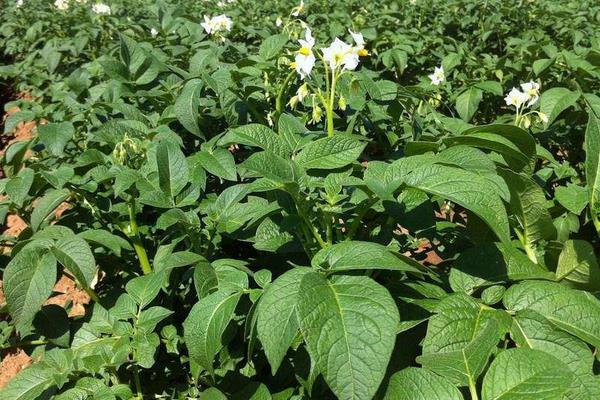 种土豆忌讳什么肥料(复合肥)