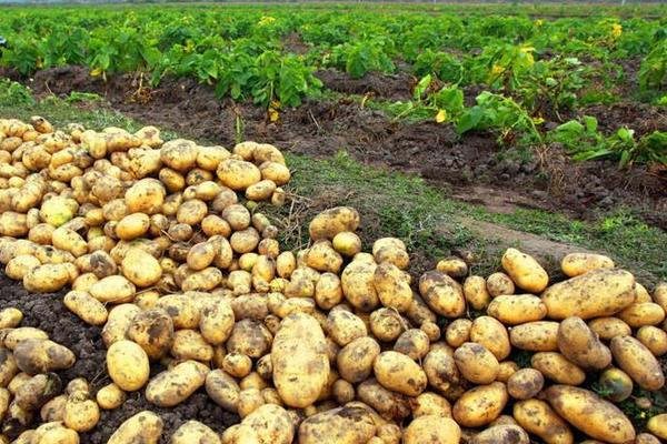 种土豆忌讳什么肥料(复合肥)