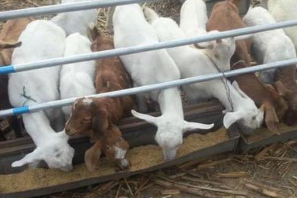 养奶羊利润大吗,养100只一年利润多少