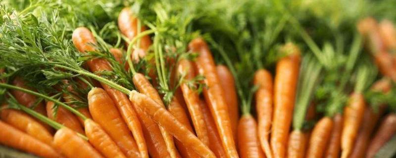 胡萝卜怎么种植，附种植方法