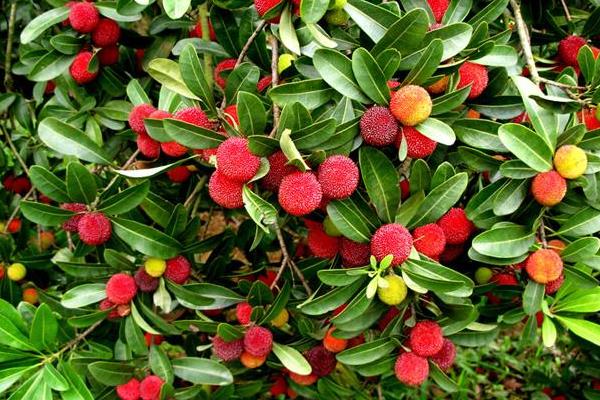 杨梅树修剪技术,修剪后要施肥吗?