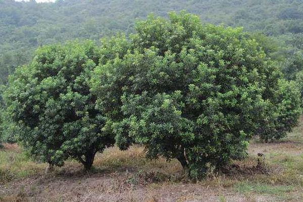 杨梅树修剪技术,修剪后要施肥吗?