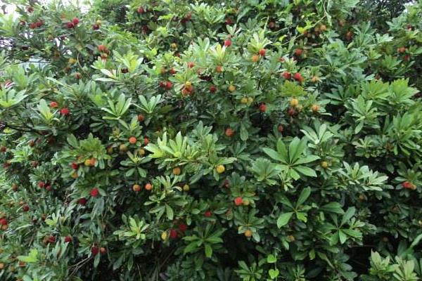 杨梅树修剪技术,修剪后要施肥吗?