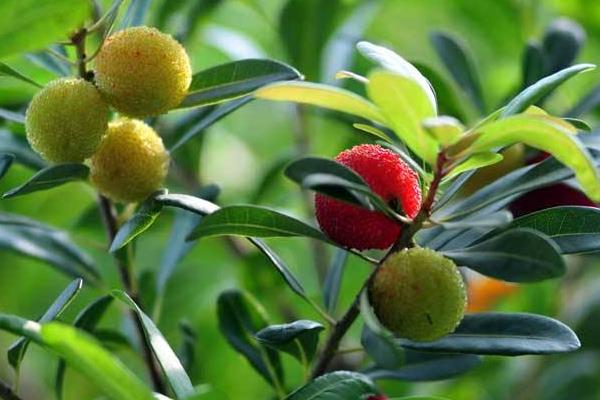 杨梅树修剪技术,修剪后要施肥吗?