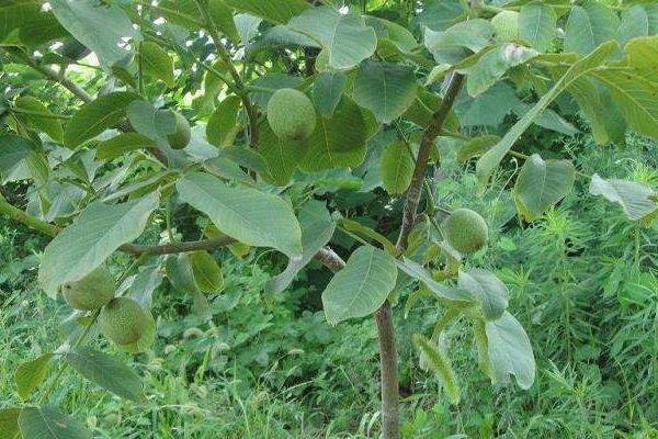 核桃树苗多钱一棵?在哪里能买到