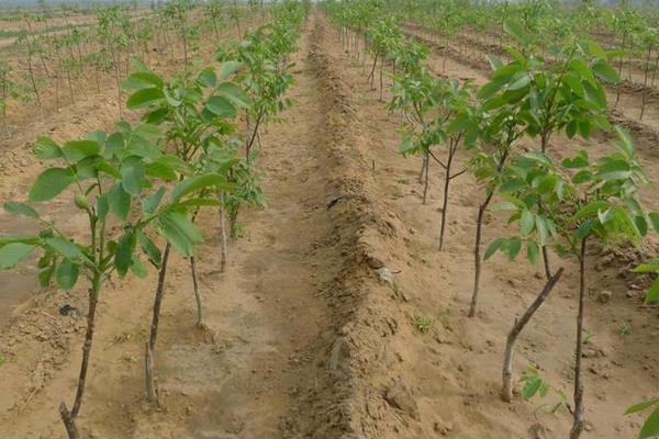 核桃树苗多钱一棵?在哪里能买到