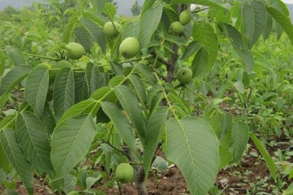 核桃树苗多钱一棵?在哪里能买到