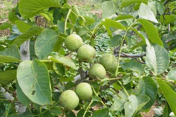 核桃树苗多钱一棵?在哪里能买到