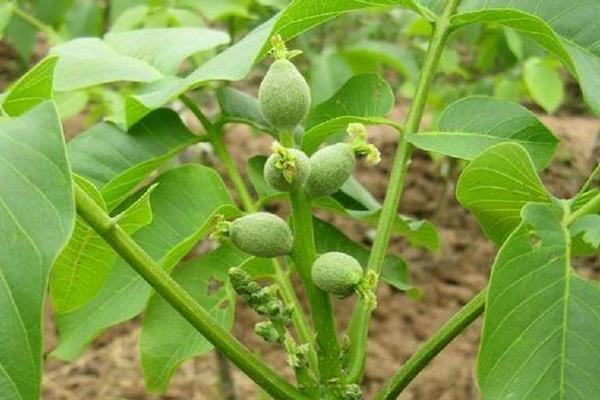 核桃树苗多钱一棵?在哪里能买到