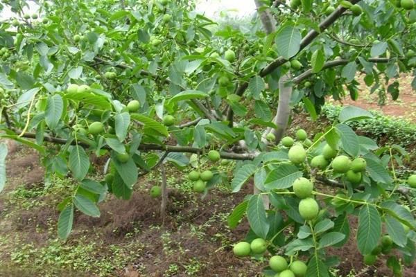 核桃树苗多钱一棵?在哪里能买到